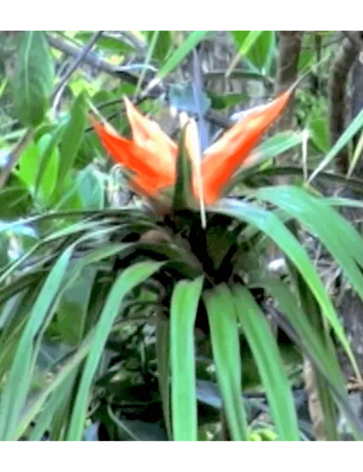 Hale Mua Cultural Group